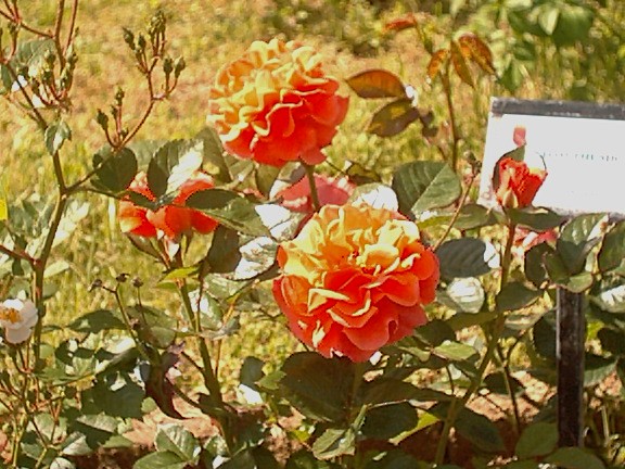fiori5