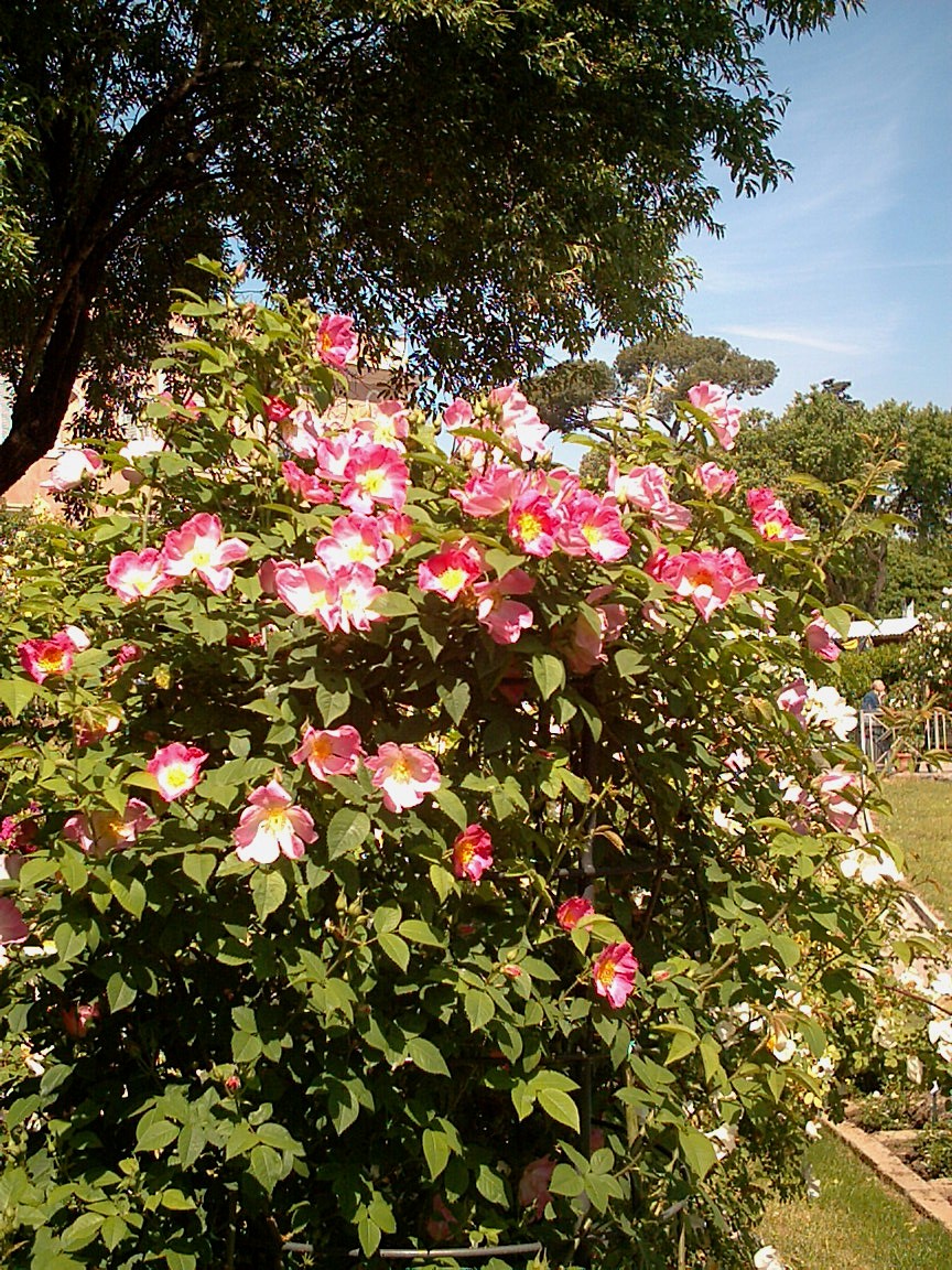 fiori6