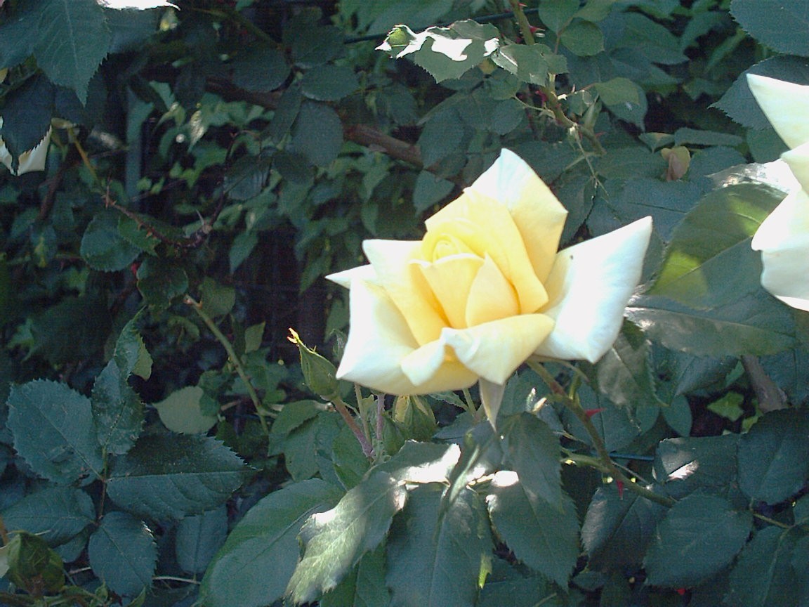 rosa gialla