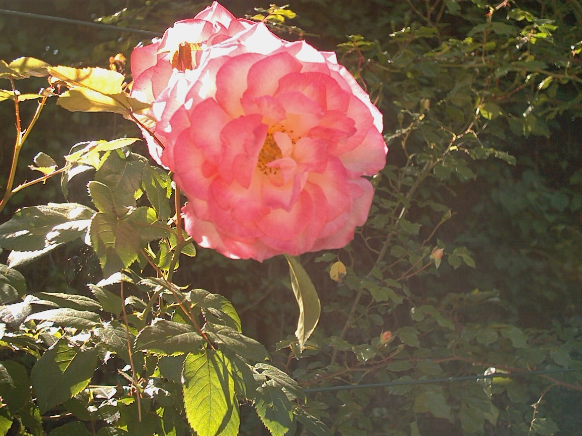 rosa6
