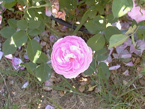 rosa7