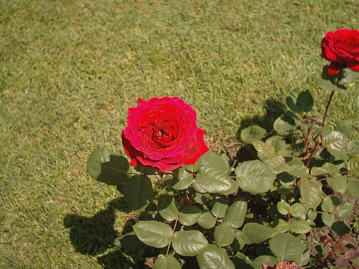 rose11