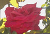 rosa1