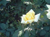 rosa3