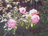 rosa10