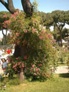 cespuglio7