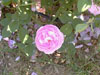 rosa13
