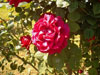 rosa14