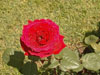 rosa19