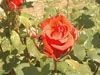 rosa21