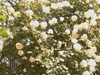 rosa24